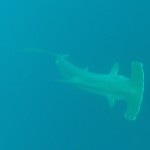 DCIM116GOPRO